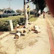 Photo #7: Palm tree trimming &removal