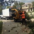 Photo #10: Palm tree trimming &removal