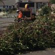 Photo #12: Palm tree trimming &removal
