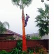 Photo #16: Palm tree trimming &removal