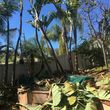 Photo #15: Turf, Retaining wall , Palm/Tree Trimming, Wood/vinyl Fencing