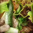 Photo #1: Organic Edible Landscaper and Designer/Gardener For Hire!
