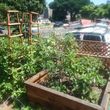 Photo #6: Organic Edible Landscaper and Designer/Gardener For Hire!