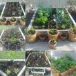 Photo #10: Organic Edible Landscaper and Designer/Gardener For Hire!
