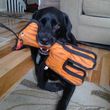 Photo #1: Dog Walking/House Sitting