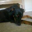 Photo #2: Dog Walking/House Sitting