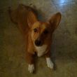 Photo #3: Dog Walking/House Sitting