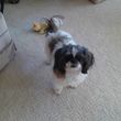 Photo #4: Dog Walking/House Sitting
