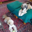Photo #5: Dog Walking/House Sitting