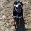 Photo #6: Dog Walking/House Sitting