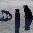 Photo #7: Dog Walking/House Sitting