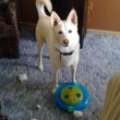 Photo #8: Dog Walking/House Sitting