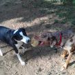Photo #9: Dog Walking/House Sitting