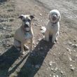 Photo #10: Dog Walking/House Sitting