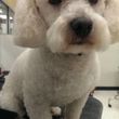 Photo #2: Come to you $25 Pro Dog Groomer