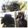 Photo #3: Come to you $25 Pro Dog Groomer