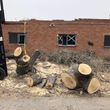 Photo #4: Tree Removal-General Outdoor Clean/up