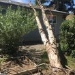 Photo #8: Tree Removal-General Outdoor Clean/up