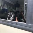 Photo #4: Mobile Dog Wash Grooming