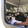 Photo #5: Mobile Dog Wash Grooming