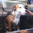 Photo #6: Mobile Dog Wash Grooming