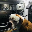 Photo #11: Mobile Dog Wash Grooming
