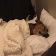 Photo #9: 🐶OVERNIGHT&DOGGIE DAYCARE❤️🐾CastleRock,Parker,