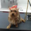 Photo #7: Luv&Care Mobile Dog & Cat Grooming