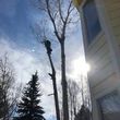 Photo #2: TREE/SHRUB REMOVAL & GUTTER CLEANING