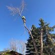 Photo #4: TREE/SHRUB REMOVAL & GUTTER CLEANING