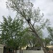 Photo #5: TREE/SHRUB REMOVAL & GUTTER CLEANING