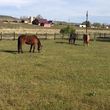 Photo #5: Horse Boarding From $275