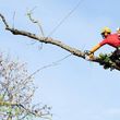 Photo #1: Tree Trimming and Removal Services