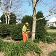 Photo #1: Tree Services. Trimming and Removal. Free Estimates!