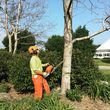 Photo #2: Tree Services. Trimming and Removal. Free Estimates!