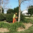 Photo #3: Tree Services. Trimming and Removal. Free Estimates!