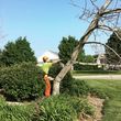 Photo #4: Tree Services. Trimming and Removal. Free Estimates!
