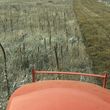 Photo #2: Pasture Mowing / rough cut mowing, brush hog