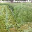Photo #9: Pasture Mowing / rough cut mowing, brush hog
