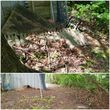 Photo #6: Yard Cleanup / Tree Removal