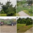 Photo #10: Yard Cleanup / Tree Removal