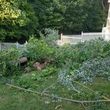 Photo #12: Yard Cleanup / Tree Removal