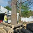 Photo #7: CHEAPEST TREE COMPANY EVER!!!