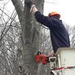 Photo #8: CHEAPEST TREE COMPANY EVER!!!