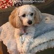 Photo #5: PEACE OF MIND PET CARE: DOG WALKER + BOARDING + DAYCARE SITTER INSURED