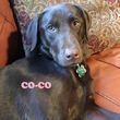 Photo #7: PEACE OF MIND PET CARE: DOG WALKER + BOARDING + DAYCARE SITTER INSURED