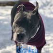 Photo #8: PEACE OF MIND PET CARE: DOG WALKER + BOARDING + DAYCARE SITTER INSURED
