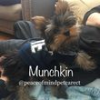 Photo #10: PEACE OF MIND PET CARE: DOG WALKER + BOARDING + DAYCARE SITTER INSURED