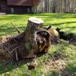 Photo #7: Low Cost Stump Grinding
