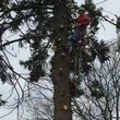 Photo #1: Tree climber